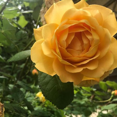 Healing Waters Sanctuary For Exclusive Private Hire And Self Catering Board, Vegetarian, Alcohol & Wifi Free Retreat In 글라스턴버리 외부 사진